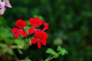 beautiful flower in the garden photo