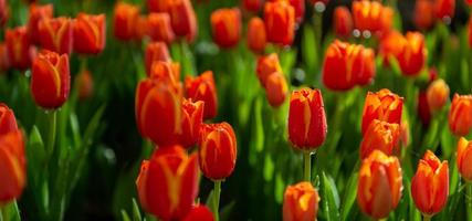Flores tulipanes rojos en campo de tulipanes, fondo de naturaleza foto