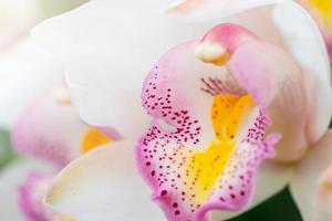 Close up Paphiopedilum Orchid photo