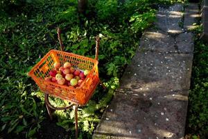 Apples in an orange plastic box on an old chair photo