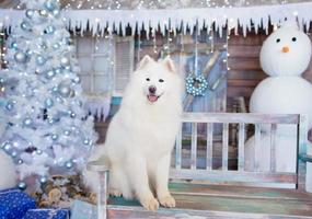 Perro samoyedo sentado con adornos navideños en el fondo foto