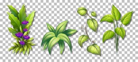 Set of various plants vector