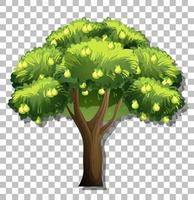 Pear tree isolated vector