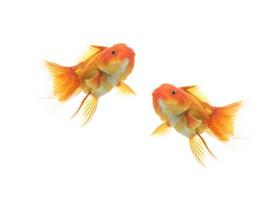 peces de colores nadando sobre fondo blanco foto