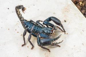 escorpión, pandinus imperator, foto