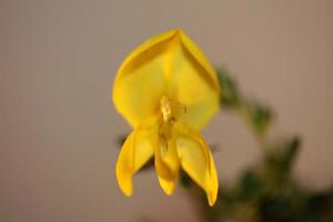 Flower blossom close up spartium jenceum family leguminosae botanicaly photo