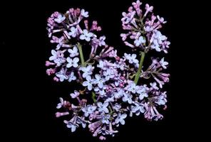 Flower blossom macro background Syringa vulgaris family oleaceae print photo