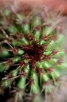 cactus cerrar stenocereus thurberi familia cactaceae botánico moderno foto