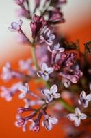 Flor de flor de fondo macro syringa vulgaris familia oleaceae imprimir