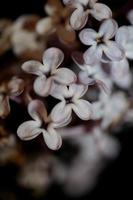 Flor de flor de fondo macro syringa vulgaris familia oleaceae imprimir