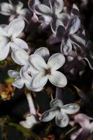 flor, flor, primer plano, plano de fondo, syringa vulgaris, familia, oleaceae foto