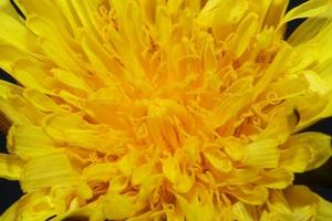 Wild flower blossom close up taraxacum officinale dandelion asteraceae photo