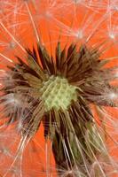 Flower blossom close up taraxacum officinale blow ball asteraceae photo