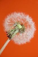 Flower blossom close up taraxacum officinale blow ball asteraceae photo