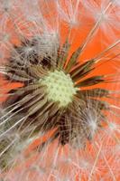 Flower blossom close up taraxacum officinale blow ball asteraceae photo