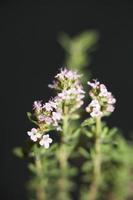 Flower blossom close up thymus vulgaris family lamiaceae background photo