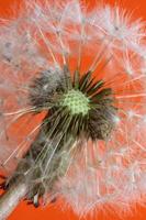 Flower blossom close up taraxacum officinale blow ball asteraceae photo