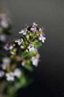 Flower blossom close up thymus vulgaris family lamiaceae background photo