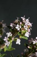 Flower blossom close up thymus vulgaris family lamiaceae background photo