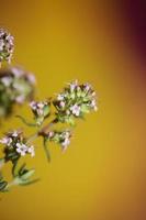 Flower blossom close up thymus vulgaris family lamiaceae background photo