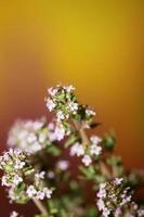 Flower blossom close up thymus vulgaris family lamiaceae background photo