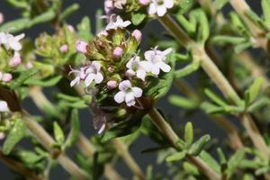 flor flor cerrar thymus vulgaris familia lamiaceae antecedentes foto