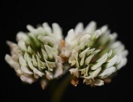flor flor cerrar antecedentes trifolium nigrescens leguminosae
