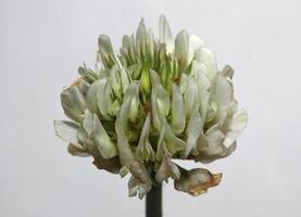 flor flor cerrar antecedentes trifolium nigrescens leguminosae