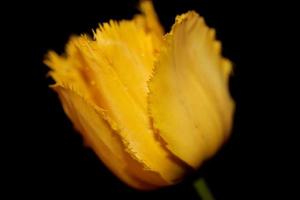 Tulip flower close up background family liliaceae botanical modern photo