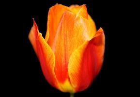 Tulip flower close up background family liliaceae botanical modern photo