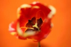 Tulip flower close up background family liliaceae botanical modern photo