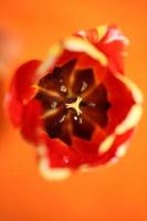 Tulip flower close up background family liliaceae botanical modern photo