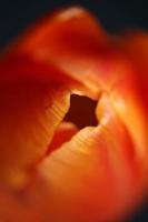 Tulip flower close up background family liliaceae botanical modern photo