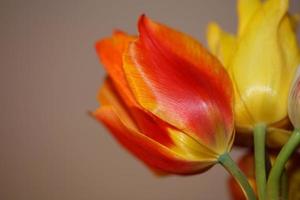 Tulip flower close up background family liliaceae botanical modern photo