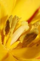 Tulip flower close up background family liliaceae botanical modern photo