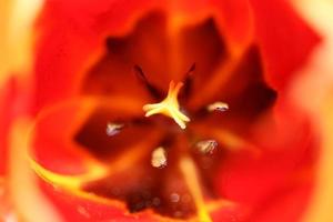 Tulip flower close up background family liliaceae botanical modern photo