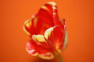 flor de tulipán cerrar fondo familia liliaceae botánico moderno foto
