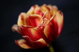 tulipán de cerca antecedentes familia liliaceae botánico estampados modernos foto