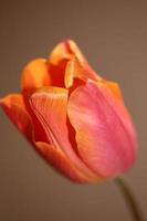 Tulip close up background family liliaceae botanical modern prints photo