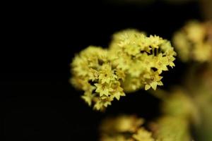 flor de flor de cerca impresiones de gran tamaño de alta calidad foto