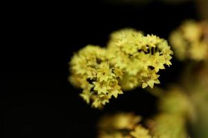 Flower blossom close up high quality big size prints photo