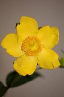 Flower close up blossoming botanical background photo