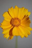 Flower blossom macro print background helianthus giganteus compositae photo