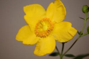 Flower close up blossoming botanical background photo