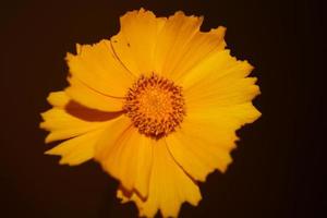 Flower blossom macro print background helianthus giganteus compositae photo