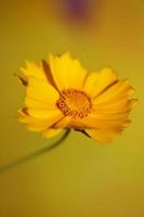 Flower blossom macro print background helianthus giganteus compositae photo