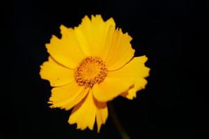 flor flor macro imprimir antecedentes helianthus giganteus compositae foto