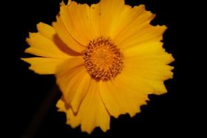 Flower blossom macro print background helianthus giganteus compositae photo