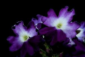 Colorful flower blossom close up verbena hybrid family verbenaceae photo