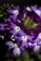 Colorful flower blossom close up verbena hybrid family verbenaceae photo